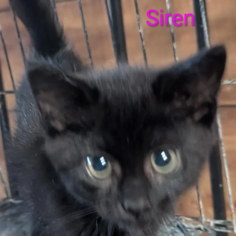 A baby small-sized female Black Domestic Short Hair cat named Siren for adoption in Carmel, IN