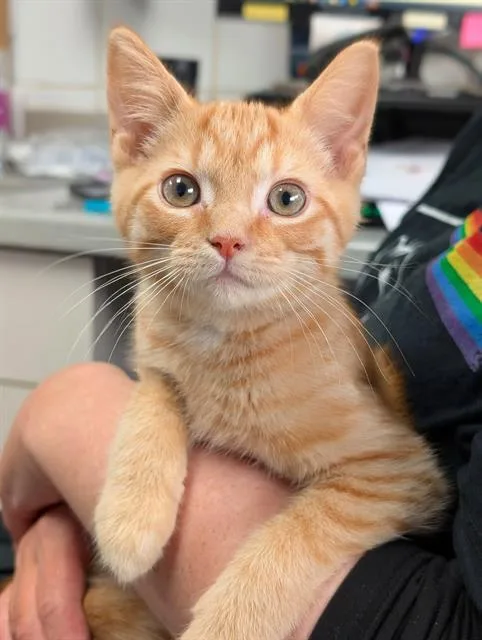 A baby small-sized male Domestic Short Hair cat named Ozzie for adoption in Canfield, OH