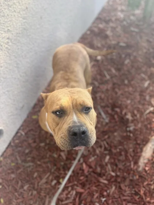 An adult large-sized female American Bulldog dog named Shakshuka for adoption in San Diego, CA