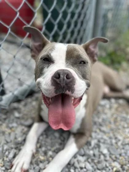 An adult large-sized male Pit Bull Terrier dog named Fred for adoption in New Orleans, LA