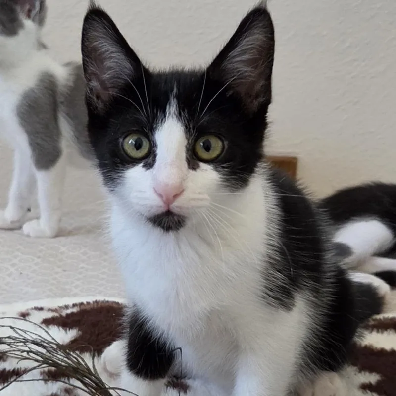 A baby small-sized female Black Domestic Short Hair cat named Queen for adoption in Westminster, CA