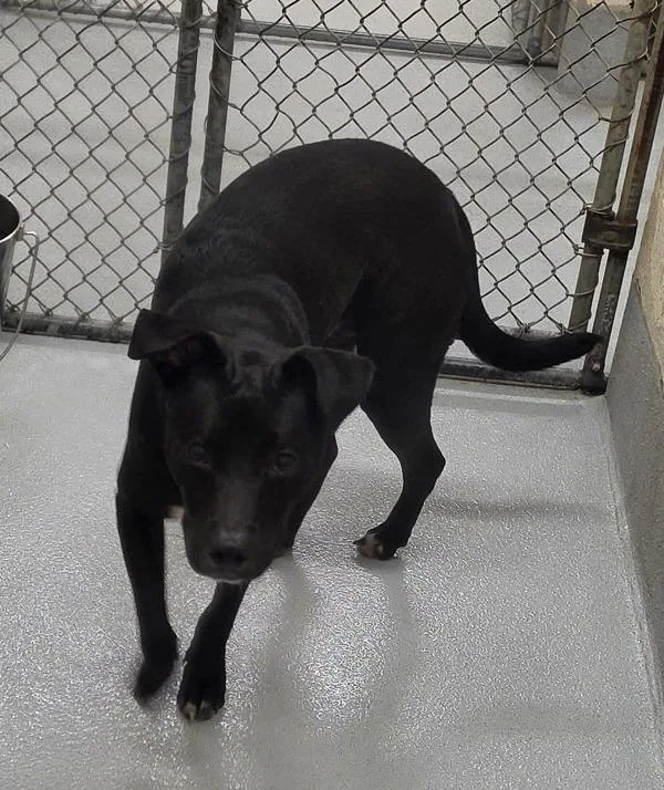 A young medium-sized male Pit Bull Terrier dog named Pen Anise for adoption in Lawrenceville, GA