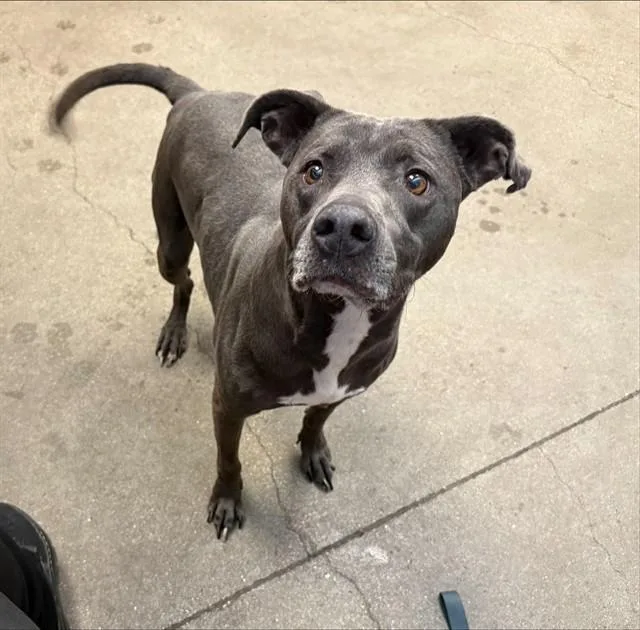 An adult medium-sized female Pit Bull Terrier dog named Beah for adoption in Tucson, AZ
