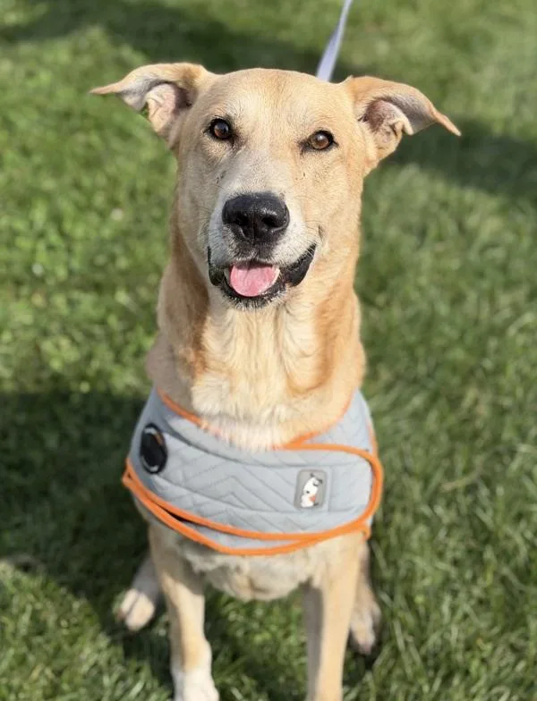 An adult large-sized male German Shepherd Dog dog named Joe for adoption in Lancaster, OH
