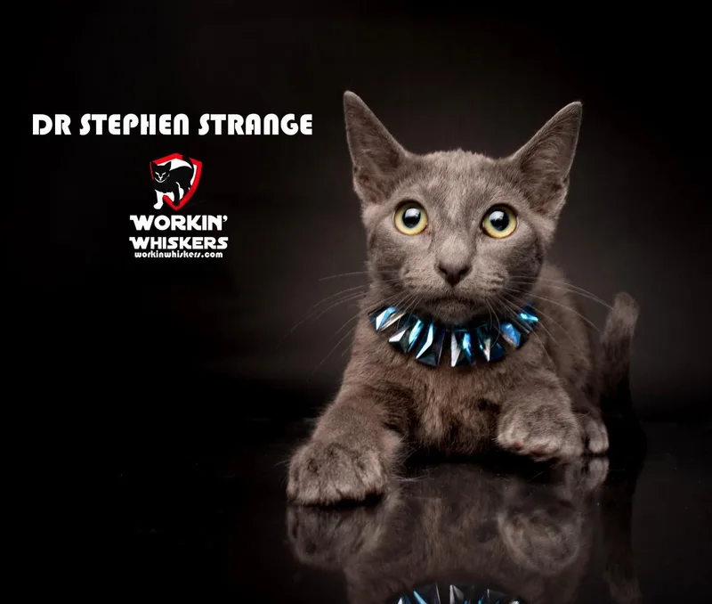 A baby medium-sized male Gray / Blue / Silver Russian Blue cat named Dr Stephen Strange for adoption in HEMET, CA