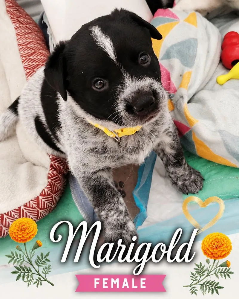 Marigold