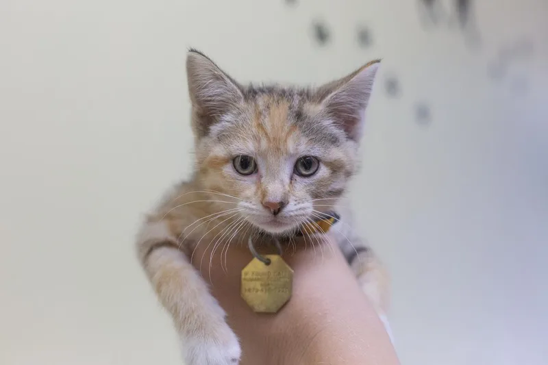 A baby small-sized female Torbie cat named Summer for adoption in Mountain Home, AR