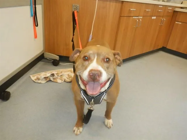 An adult large-sized male Pit Bull Terrier dog named Morgan for adoption in San Jose, CA