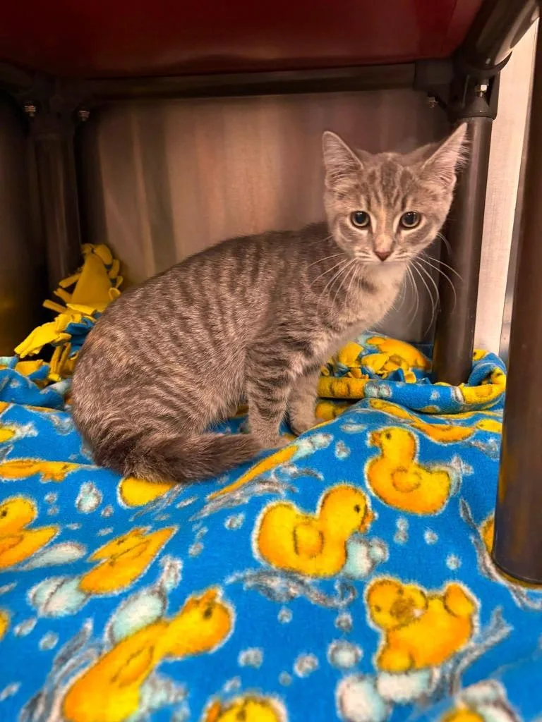 A baby small-sized female Tabby cat named Camellia for adoption in La Porte, IN