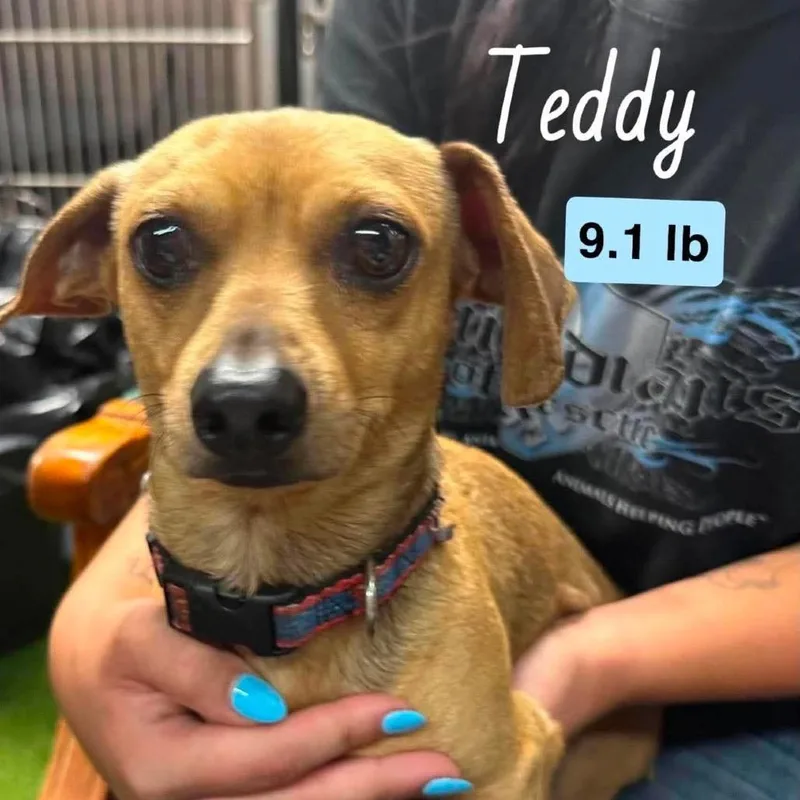 Teddy