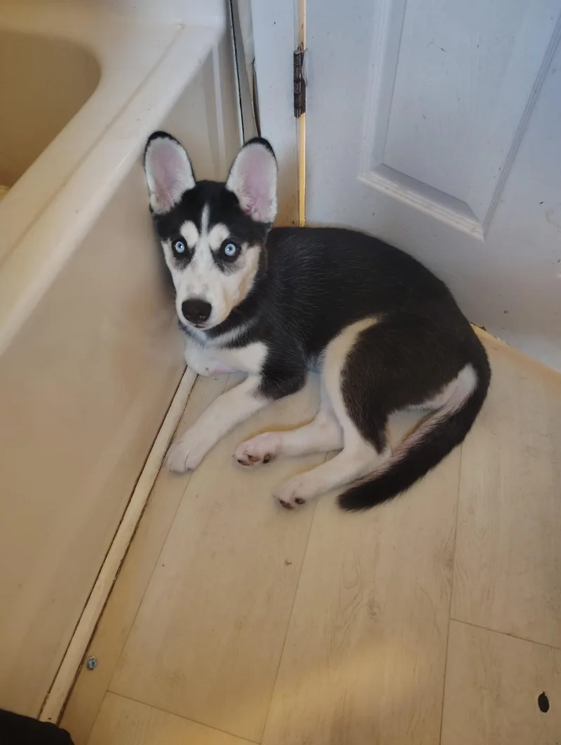 A baby medium-sized female Black Siberian Husky dog named Bonita for adoption in Spring City, PA