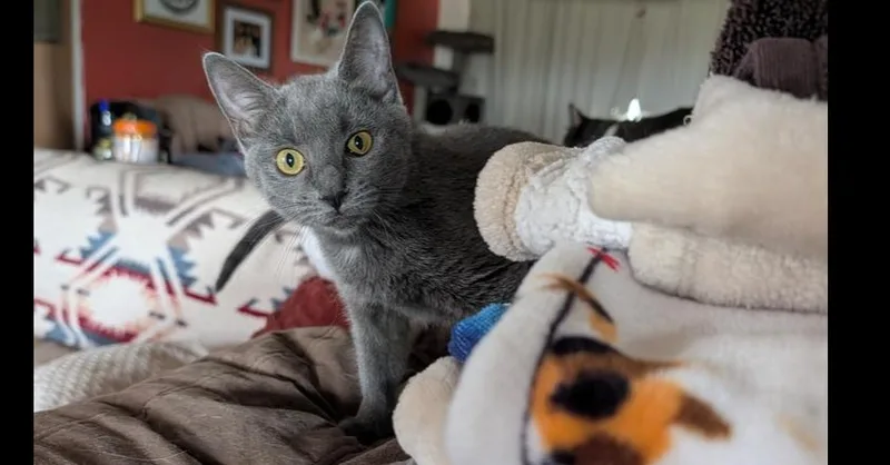 A baby small-sized female Gray / Blue / Silver Domestic Short Hair cat named Beans for adoption in Albuquerque, NM