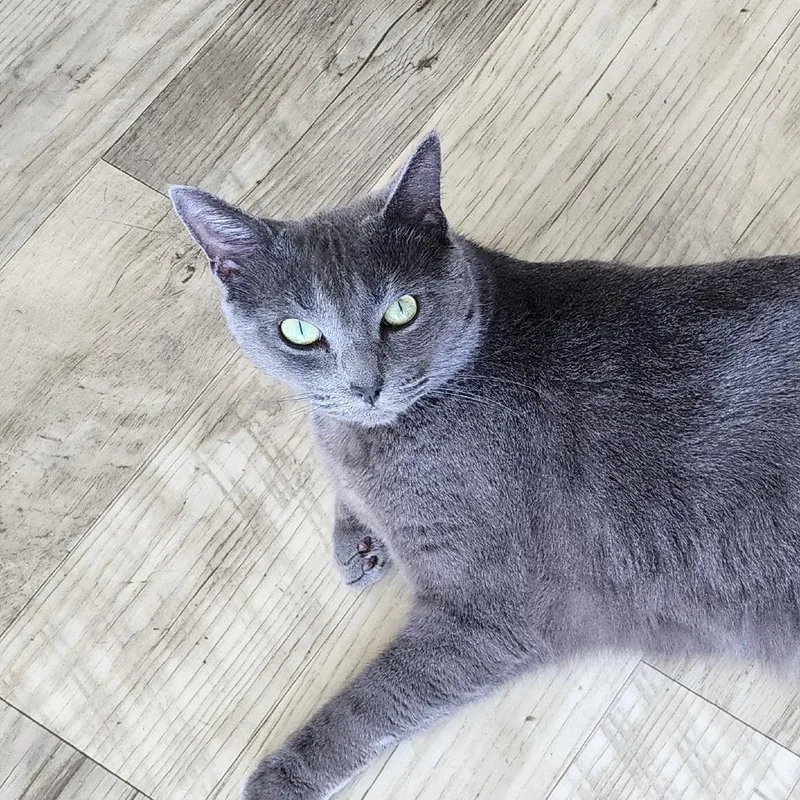 An adult large-sized female Domestic Short Hair cat named Mischa for adoption in Dover, NH