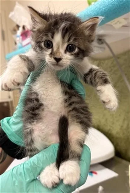 A baby small-sized male Domestic Short Hair cat named Bowser for adoption in Riverside, CA