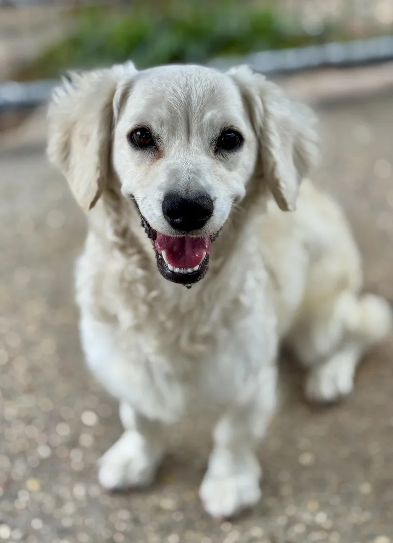 An adult small-sized female White / Cream Miniature Dachshund dog named Princess for adoption in Lucedale, MS