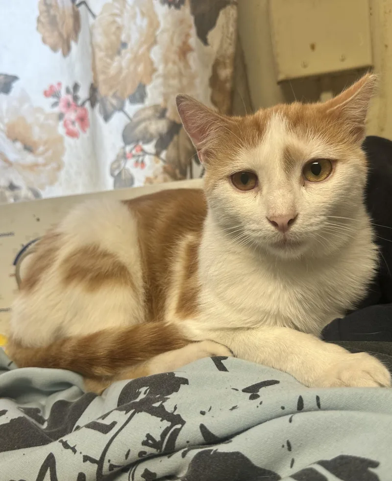 A young medium-sized male Orange & White Domestic Short Hair cat named Cedar for adoption in Inglewood, CA