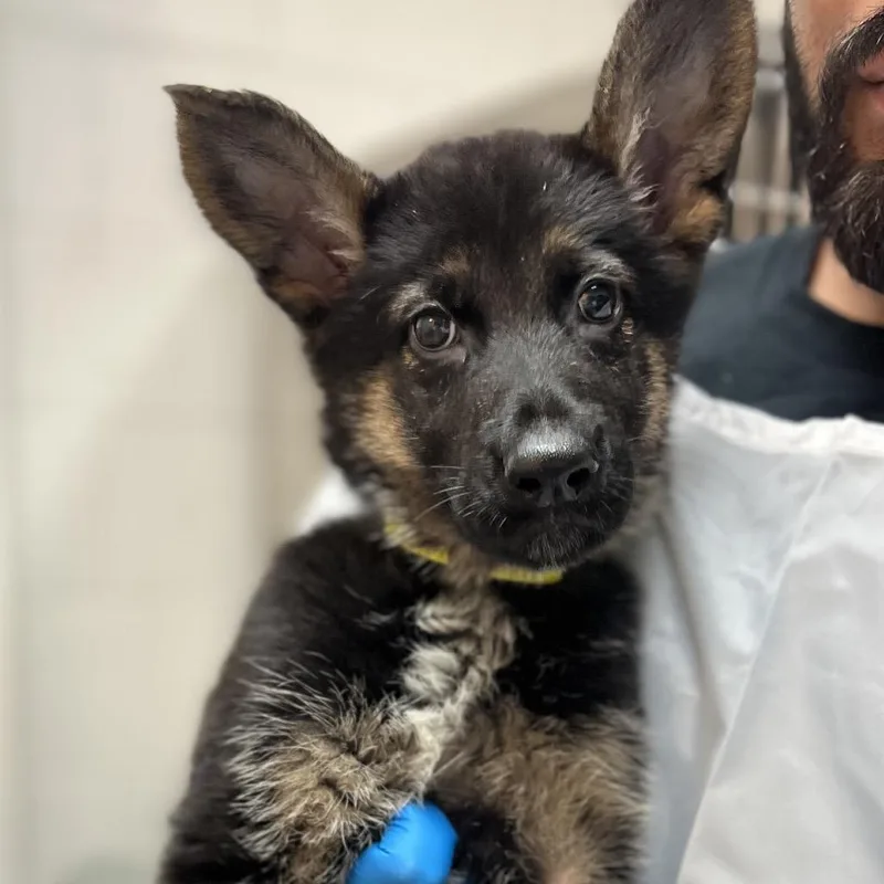A baby small-sized female Black German Shepherd Dog dog named Princess Bubblegum for adoption in Stephens City, VA