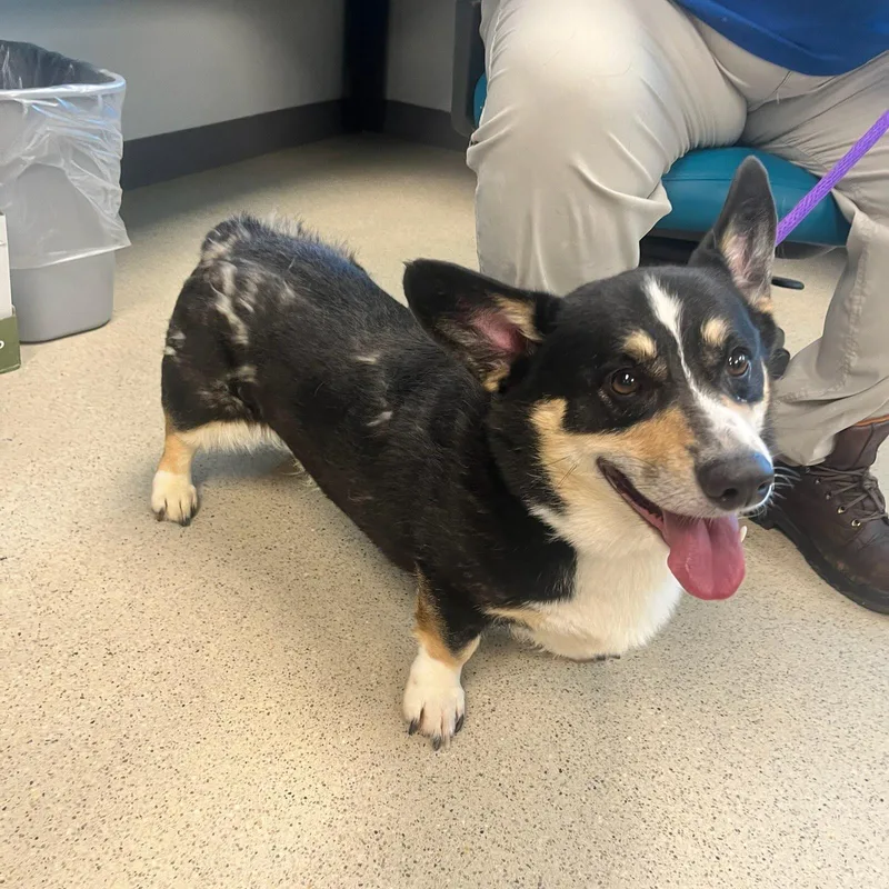 An adult medium-sized male Tricolor (Brown, Black, & White) Pembroke Welsh Corgi dog named Cricket for adoption in Manassas, VA