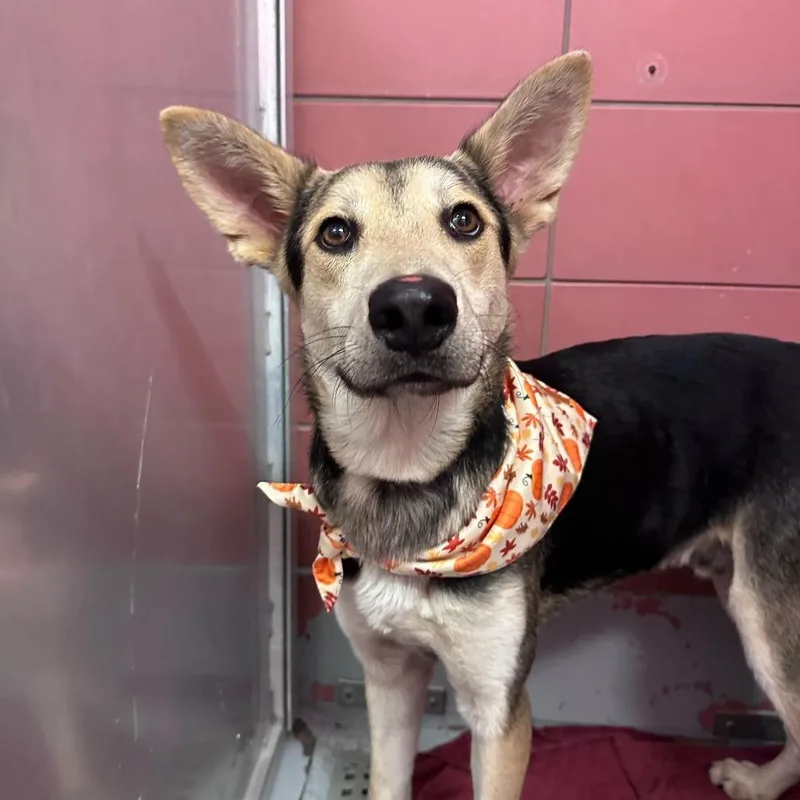 A young medium-sized male Black German Shepherd Dog dog named Wesley for adoption in Stephens City, VA