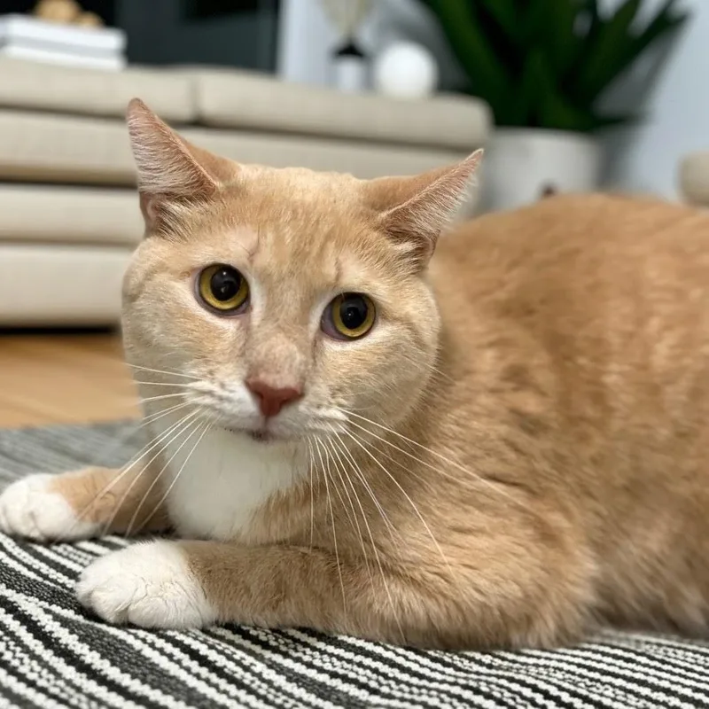 Cheddar