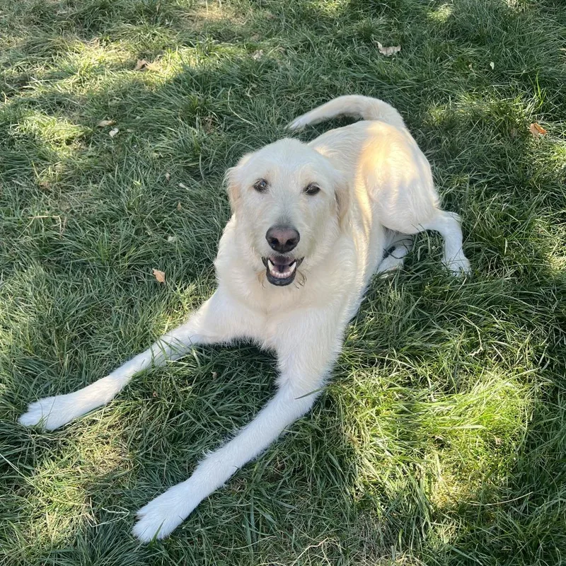 An adult small-sized male Golden Retriever dog named Jasper for adoption in Colorado Springs, CO