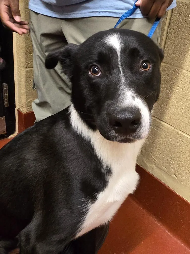 A young medium-sized male Labrador Retriever dog named MeiMei for adoption in Douglasville, GA