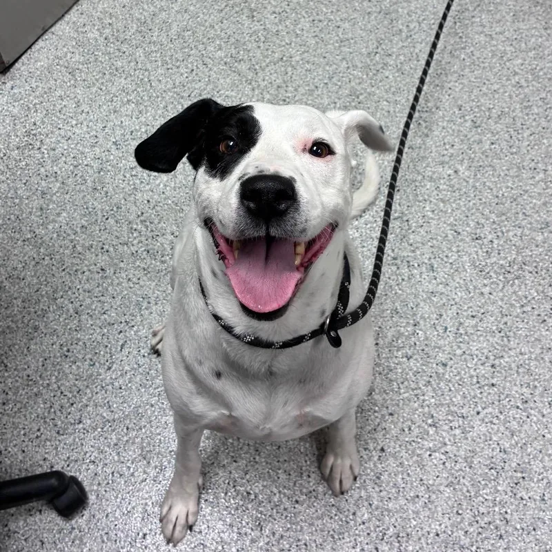 A senior large-sized male Pit Bull Terrier dog named Max for adoption in Reno, NV