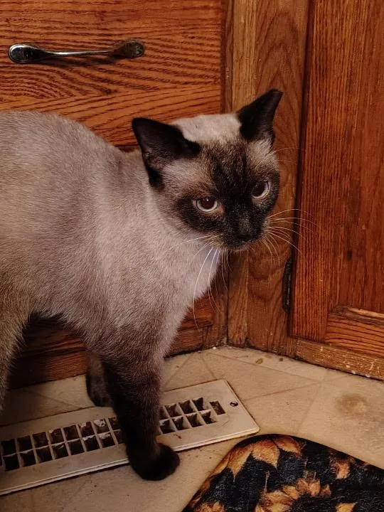 An adult medium-sized female Applehead Siamese cat named Sammy for adoption in Bertram, TX
