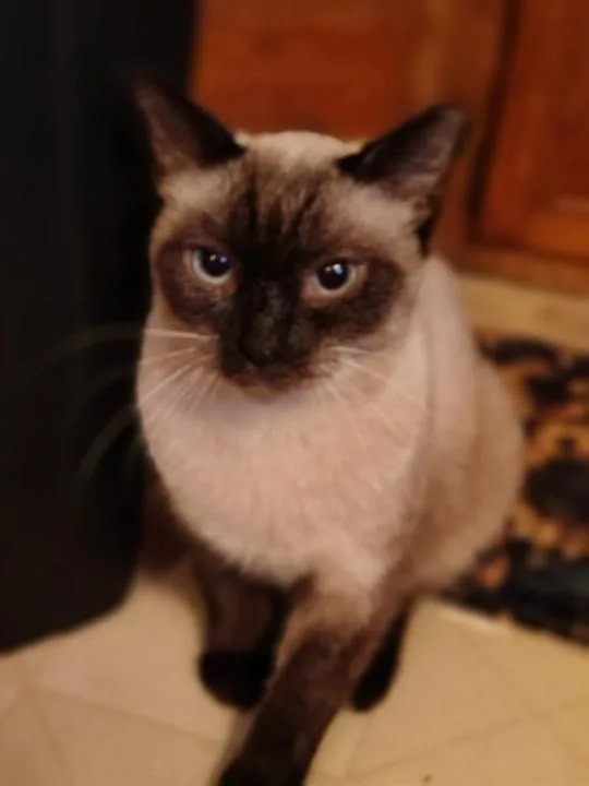 Sammy thumbnail 2