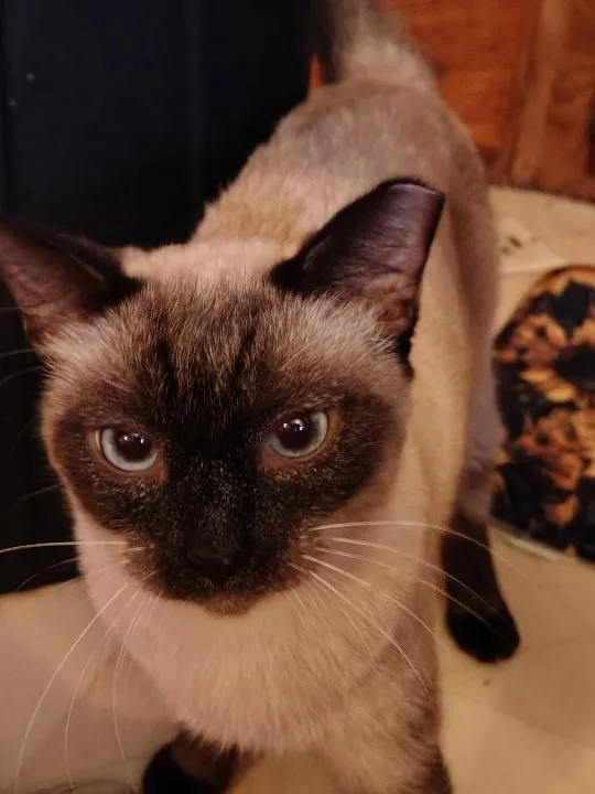 Sammy thumbnail 3