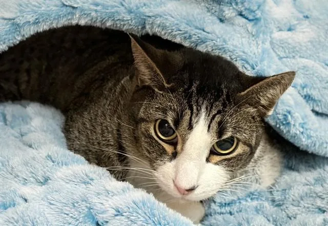 An adult medium-sized male Domestic Short Hair cat named Tom for adoption in Fort Lauderdale, FL