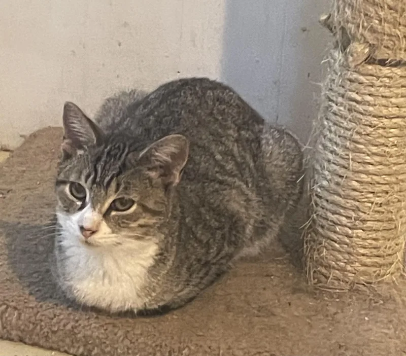 A baby small-sized female Tabby (Gray / Blue / Silver) Domestic Short Hair cat named Sarah for adoption in Troy, NY