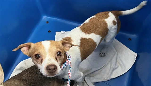 An adult small-sized male Mixed Breed dog named Willson for adoption in Dallas, TX