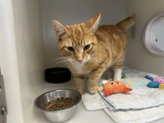 An adult medium-sized male Domestic Short Hair cat named Michaelangelo for adoption in McKinleyville, CA