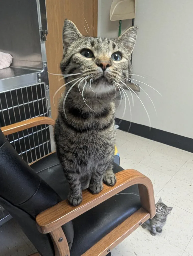 A young medium-sized female Domestic Short Hair cat named April for adoption in Barron, WI