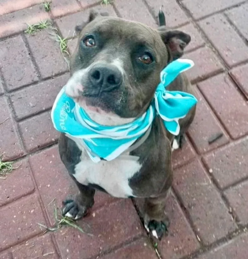 An adult medium-sized female Brown / Chocolate American Staffordshire Terrier dog named Luna Lina for adoption in Longview, TX