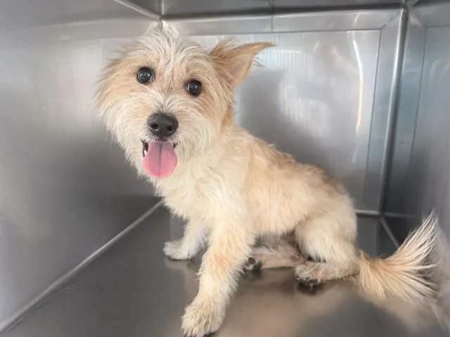 A young medium-sized male Terrier dog named Jekyll for adoption in Baldwin Park, CA