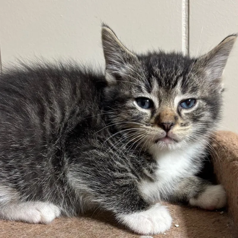 A baby small-sized male Gray / Blue / Silver Domestic Short Hair cat named Ciabatta for adoption in DeKalb, IL