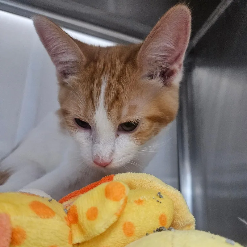 A baby small-sized female Orange / Red Domestic Short Hair cat named Peach for adoption in Grantsville, UT