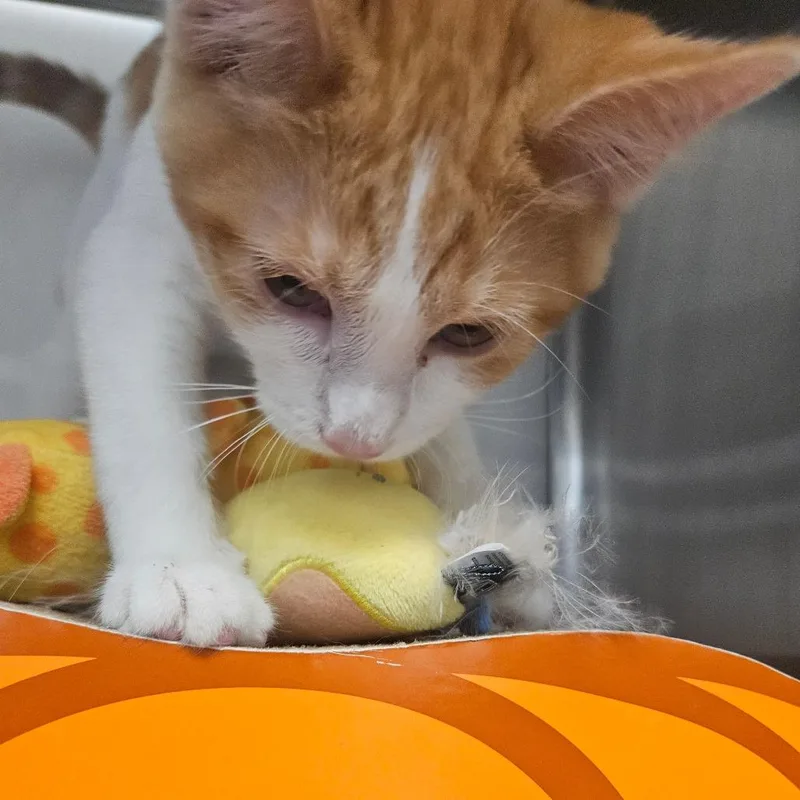 Peach thumbnail 5
