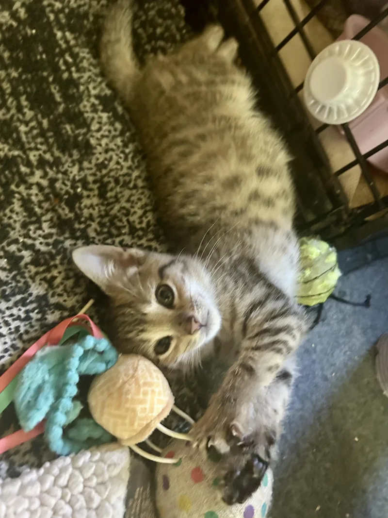 A baby small-sized female Tabby (Leopard / Spotted) Domestic Short Hair cat named Gazelle for adoption in Warminster, PA