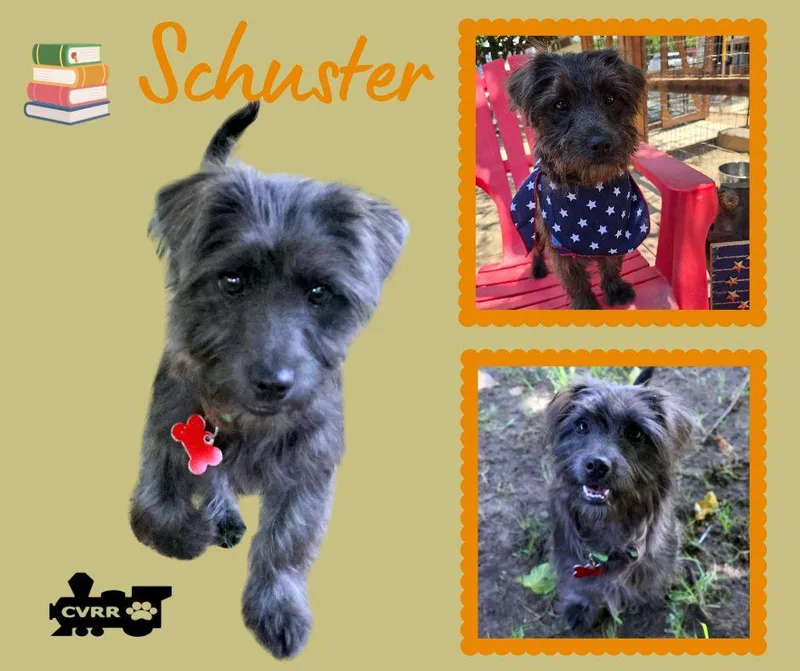 Schuster