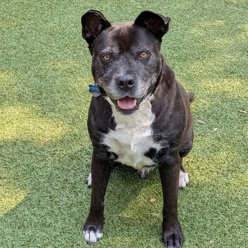 A senior large-sized male Black Labrador Retriever dog named Sammy for adoption in Charlottesville, VA