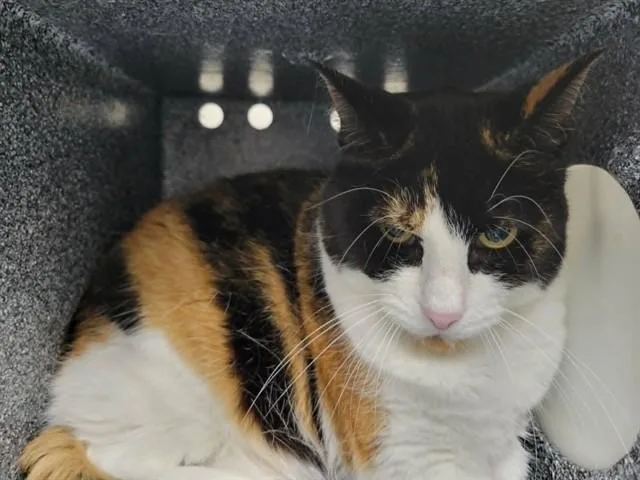An adult large-sized female Domestic Short Hair cat named Jazz for adoption in Naples, FL