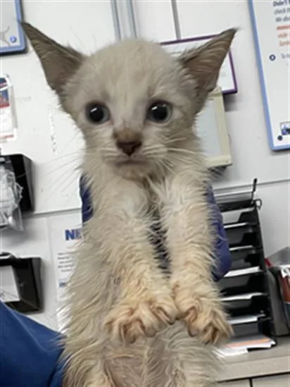 A baby medium-sized male Domestic Short Hair cat named Rexy for adoption in Dallas, TX