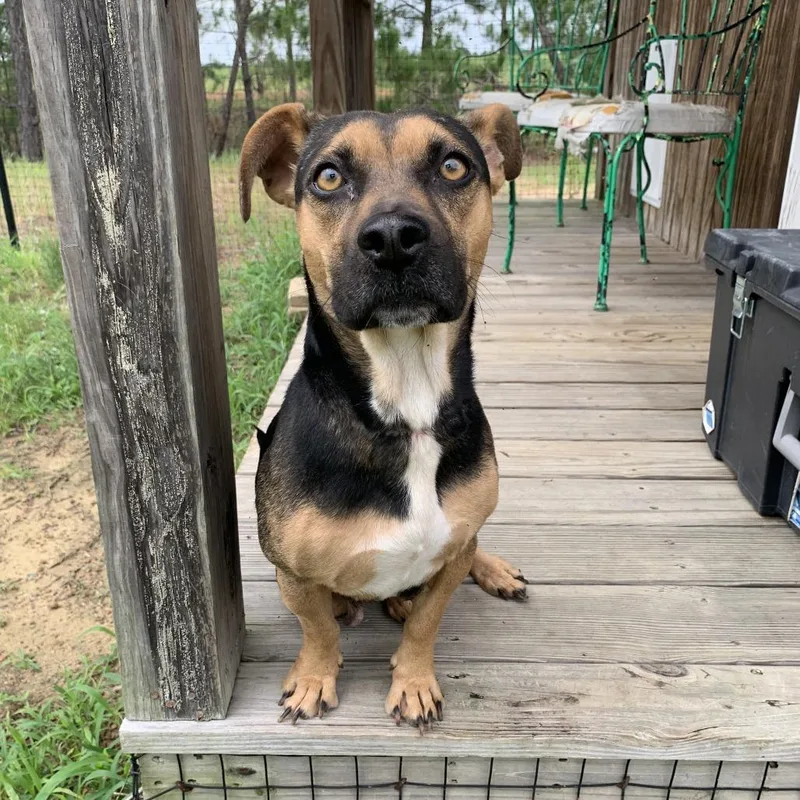 An adult medium-sized female Black Mixed Breed dog named Sasha for adoption in Marshall, VA
