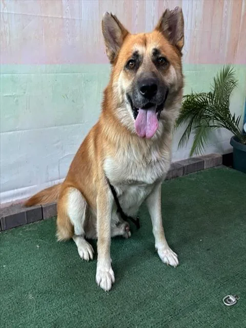 An adult medium-sized male German Shepherd Dog dog named Principe for adoption in Baldwin Park, CA