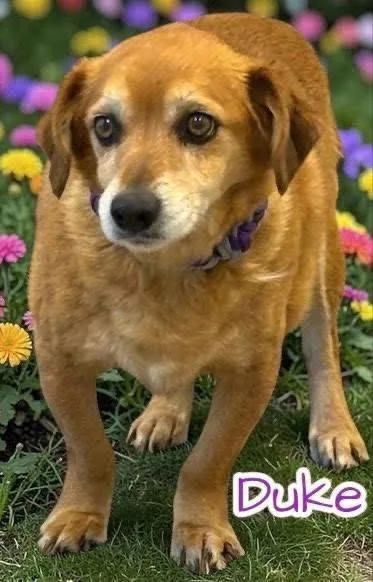 A senior small-sized male Mixed Breed dog named Duke for adoption in Stratham, NH
