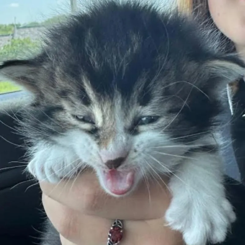 A baby small-sized female Gray / Blue / Silver Domestic Short Hair cat named Cale for adoption in Spring Hill, KS