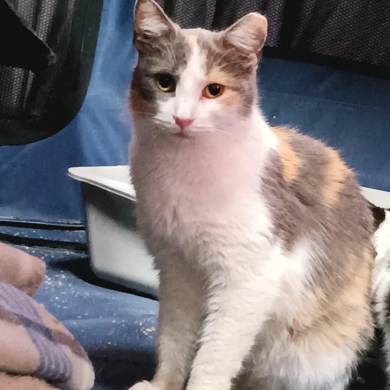 An adult medium-sized female Dilute Calico Domestic Short Hair cat named Lakota for adoption in Greenwood, IN